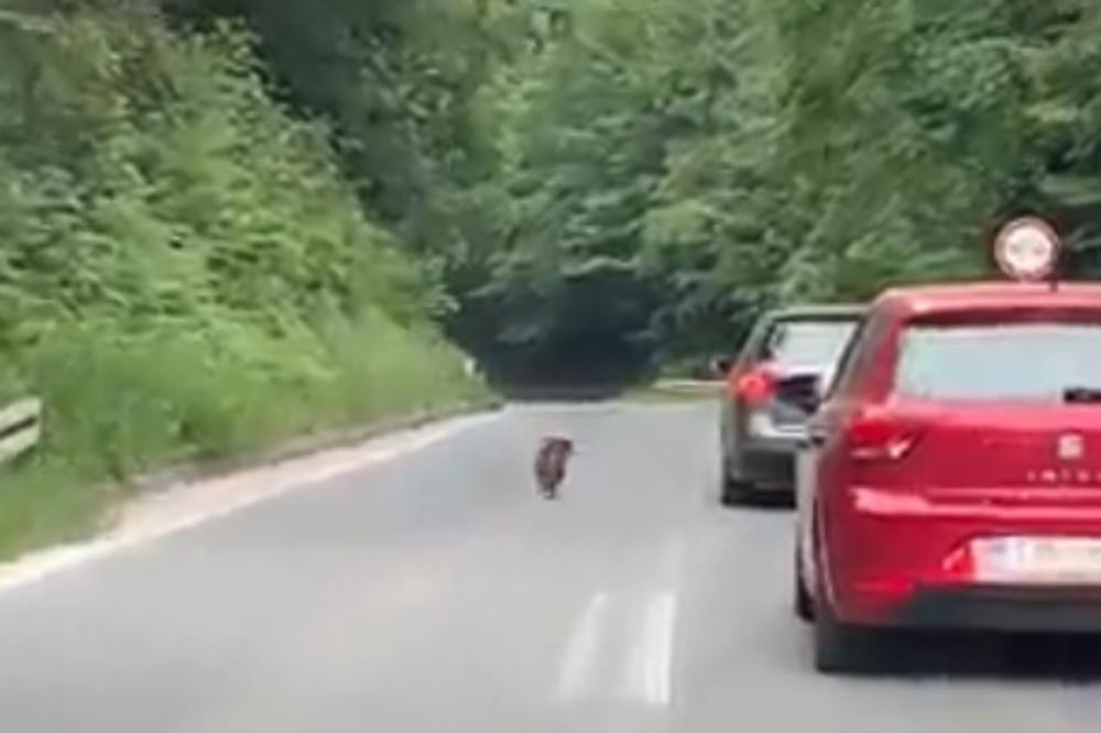 VLASNIK JE PSA OSTAVIO NA ULICI, njegova reakcija rastužila je CEO SVET! (VIDEO)