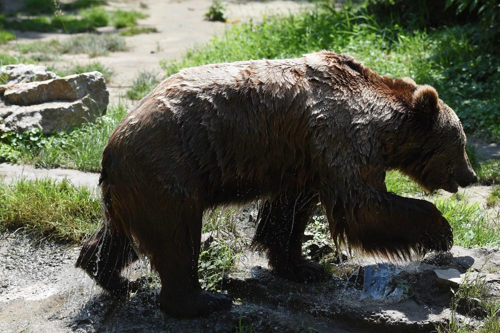 ALEKSANDRA JE MEDVED MESEC DANA DRŽAO U SVOJOJ JAZBINI: Lovci nisu mogli da veruju da je živ! Bio je kao mumija!