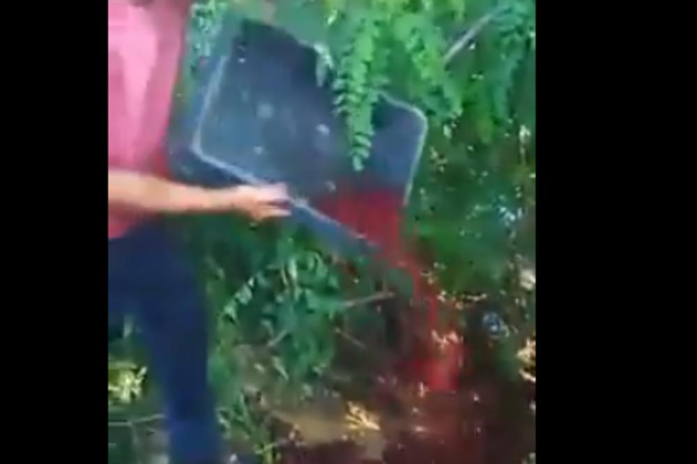 ZAŠTO SU IH MUČENICI BRALI? Voćari bacili ceo rod višanja, POBESNELI KAO I MALINARI! Ovo je pretužno (VIDEO)