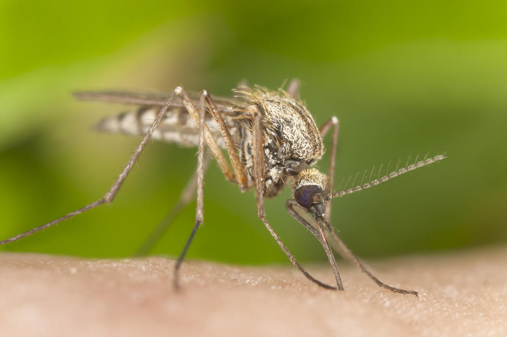 U JOŠ DVE OPŠTINE STIGAO VIRUS: Pronađeni komarci prenosnici zaraze ZAPADNOG NILA