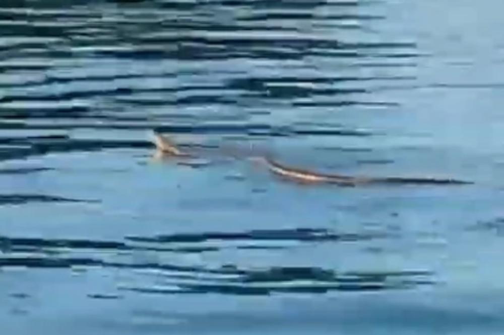 ZMIJE SE KRVNIČKI PLAŠE SAMO 1 STVARI! Ukoliko vide TO, odmah beže, svi to treba da NABAVITE!