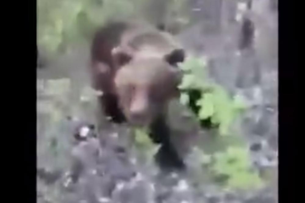 LUDI RUS UŠAO U ŠUMU I SNIMAO MEDVEDA IZBLIZA: Onda se ZVER okrenula i NAPALA! (VIDEO)