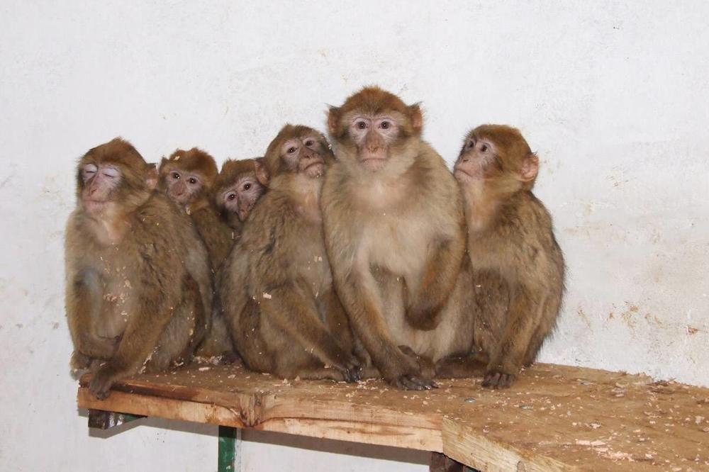 RAZJARENI ČOPOR MAJMUNA UPAO PENZIONERKI U KUĆU: Ćerka zatekla JEZIV PRIZOR, lekari su bili NEMOĆNI