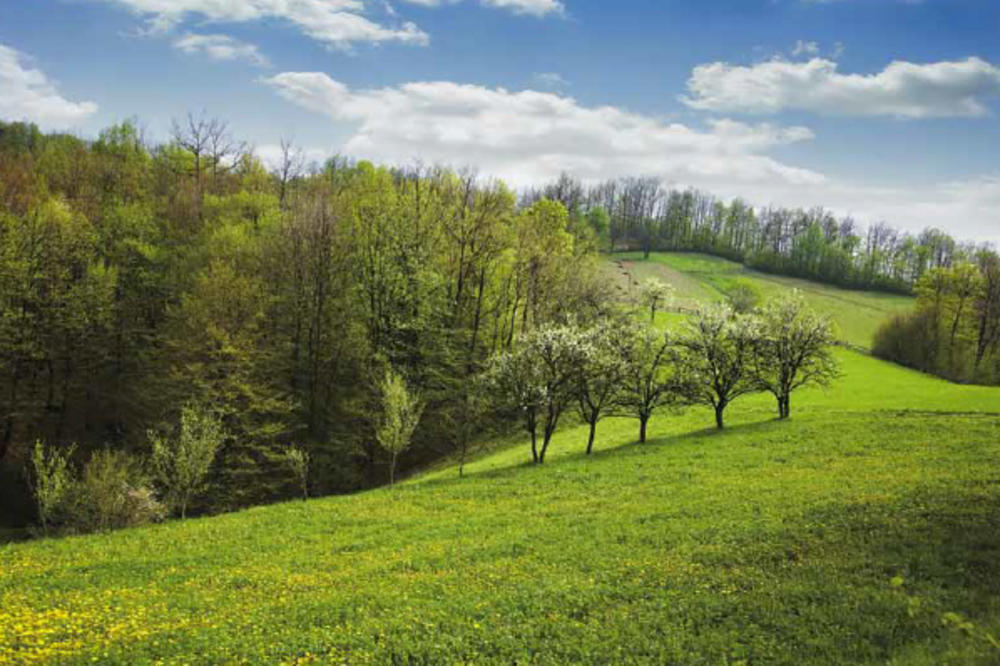 UPRAVA ZA ŠUME: Pošumljavanje kao jedna od glavnih mera u borbi protiv klimatskih promena