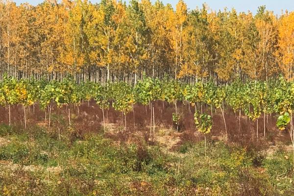 JP „VOJVODINAŠUME“: Nove šume biće zasađene na 139 hektara