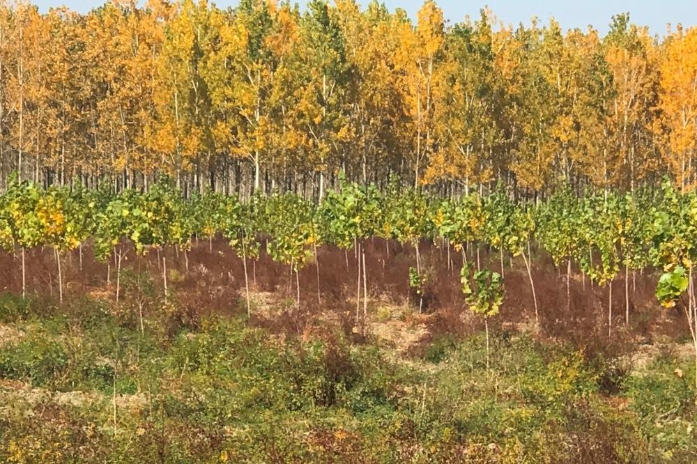 JP „VOJVODINAŠUME“: Nove šume biće zasađene na 139 hektara