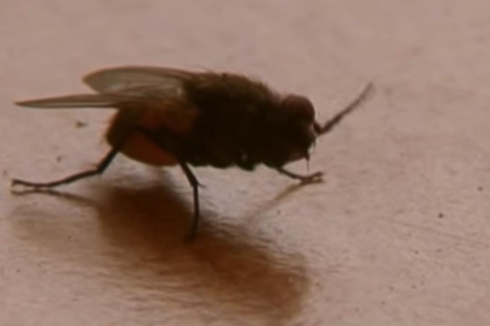 MUVA KOJU SU NAUČNICI TEK SADA OTKRILI, DOBILA JE IME PO NEGATIVCU IZ IGRE PRESTOLA! To nije SLUČAJNOST