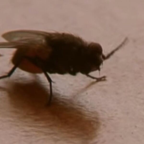 "ISPUŠTA TELESNU TEČNOST, A ONDA SLEDI ONO NAJGORE": Naučnici otkrili šta se desi kada MUVA SLETI NA HRANU, FUJ