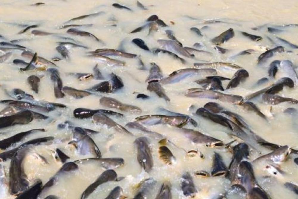 OBRATITE PAŽNJU: Ni slučajno ne kupujte OVU ribu, uništava zdravlje I OPASNA JE PO ŽIVOT!