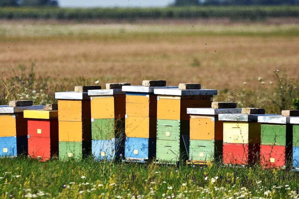 SRPSKI PČELARI SU ZABRINUTI: Uputili su VAŽAN APEL nadležnima, ONI OVAKO NE MOGU