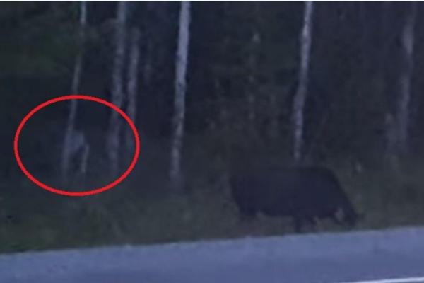 DEVOJKA JE SNIMALA PRIRODU, A ONDA JOJ JE ISKOČILO NEŠTO PRESTRAŠNO! Kada vidite KADAR, neće vam biti DOBRO! (FOTO)