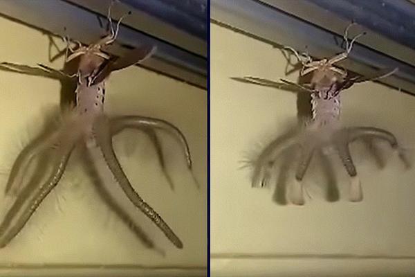 ŠTA JE OVO, LJUDI MOJI? Čovek se ZALEDIO kad je video šta mu GAMIŽE PO PLAFONU! (VIDEO)