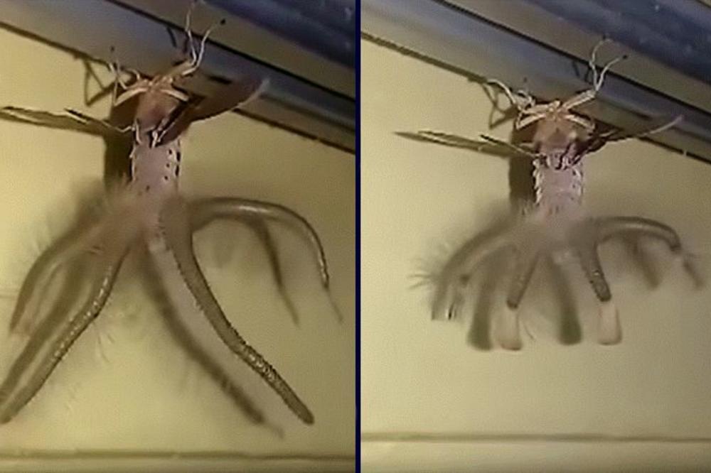 ŠTA JE OVO, LJUDI MOJI? Čovek se ZALEDIO kad je video šta mu GAMIŽE PO PLAFONU! (VIDEO)