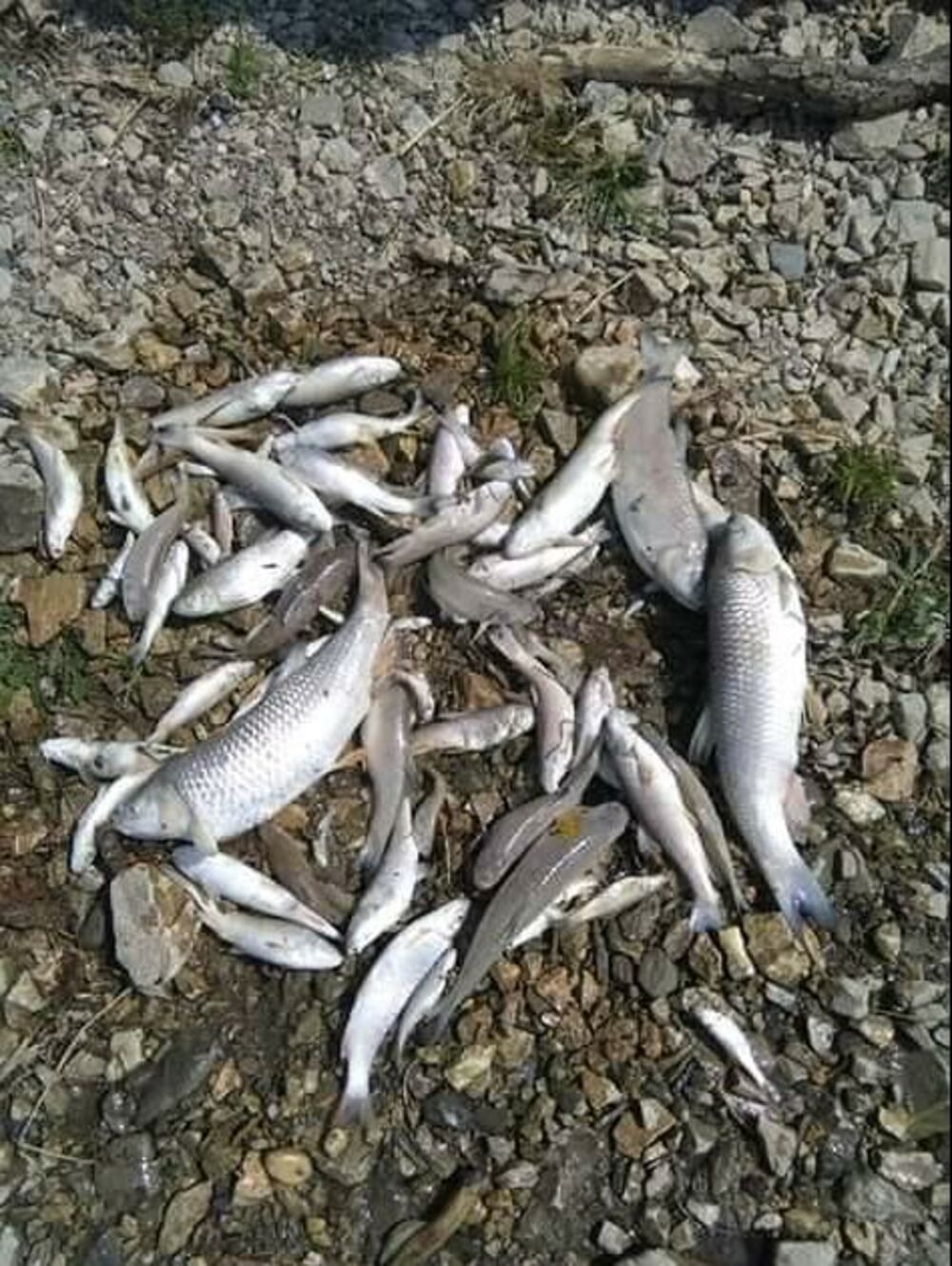 Mrtva riba