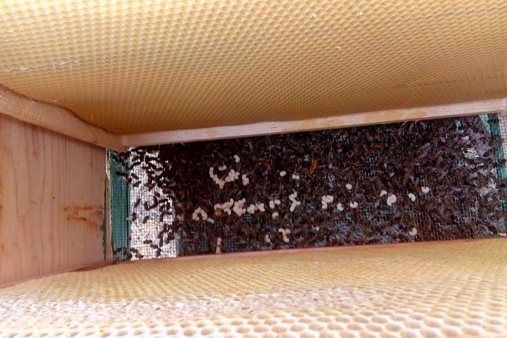 TRI SATA NAPADALE NEPOMIČNOG DEKU: Pčele UBICE ulazile u NOS i UŠI, doktori ZANEMELI kad su ga videli (VIDEO)