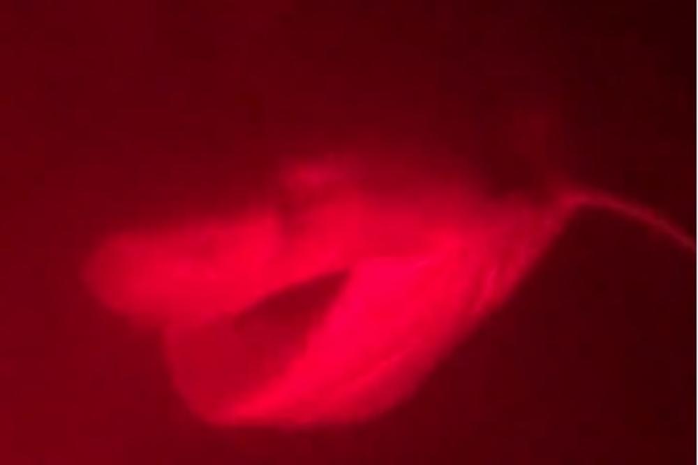 U MORU JE SNIMLJENA NEMAN: Pogledajte kako se ponaša džinovska ajkula (VIDEO)