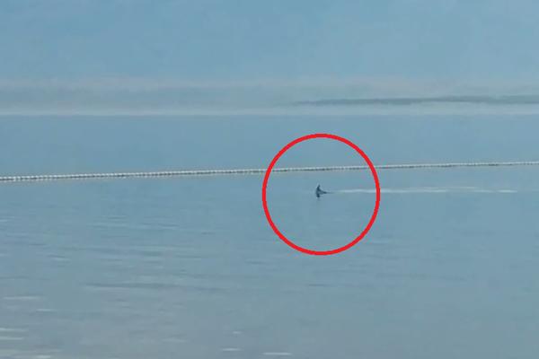 MORSKI PAS PLIVAO PORED BOVA! Novi jezivi snimak sa Jadrana, neman je došla sasvim blizu kupačima (VIDEO)