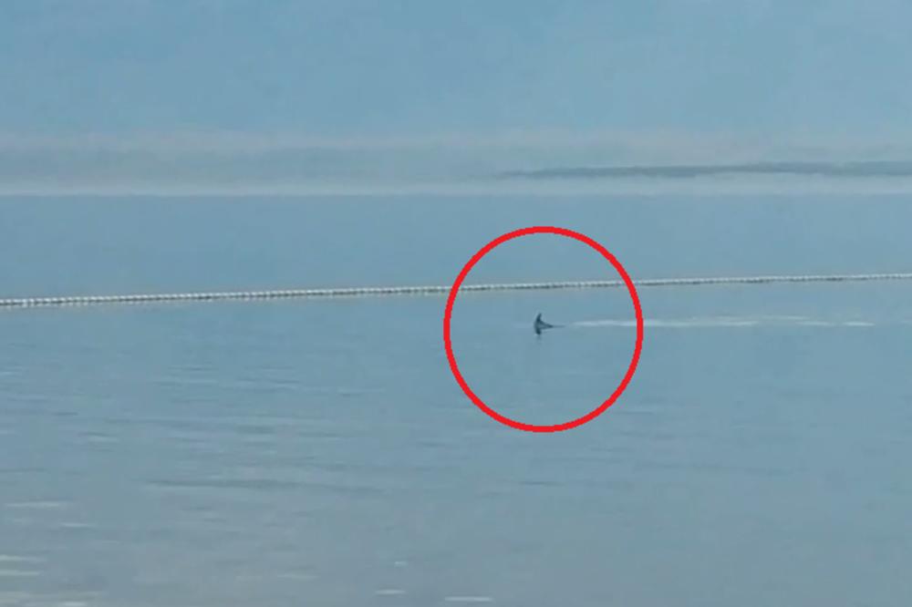 MORSKI PAS PLIVAO PORED BOVA! Novi jezivi snimak sa Jadrana, neman je došla sasvim blizu kupačima (VIDEO)