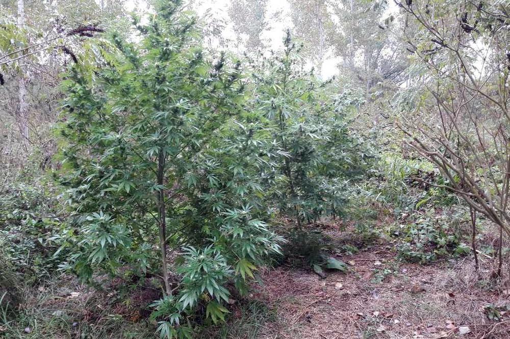 POLICIJA OTKRILA PLANTAŽU KANABISA KOD BABINE POLJANE: Uhapšena 3 osumnjičena, jedna osoba u bekstvu!