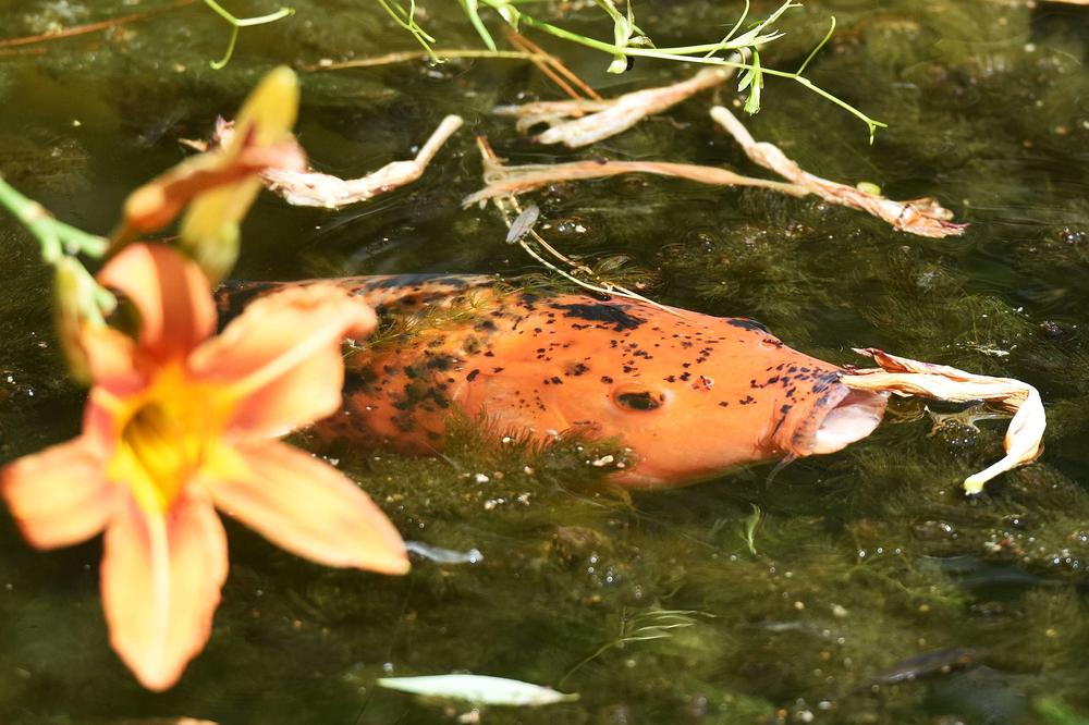 VIŠEGRADSKI ALAS ULOVIO SOMA OD 84 KILOGRAMA: Ovakvu drinsku neman noš niko nije video (FOTO)