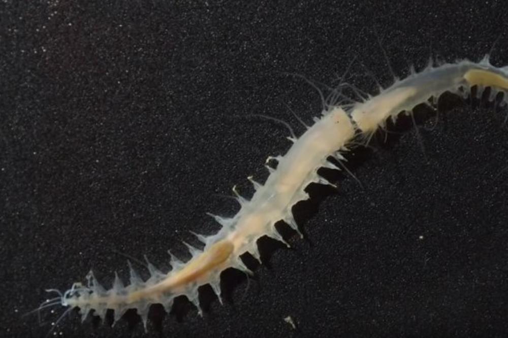 OVI CRVI SE ČUJU JAČE OD AVIONA! Dugački su samo 29 milimetara, a prave BUKU koja je NEPODNOŠLJIVA! (VIDEO)