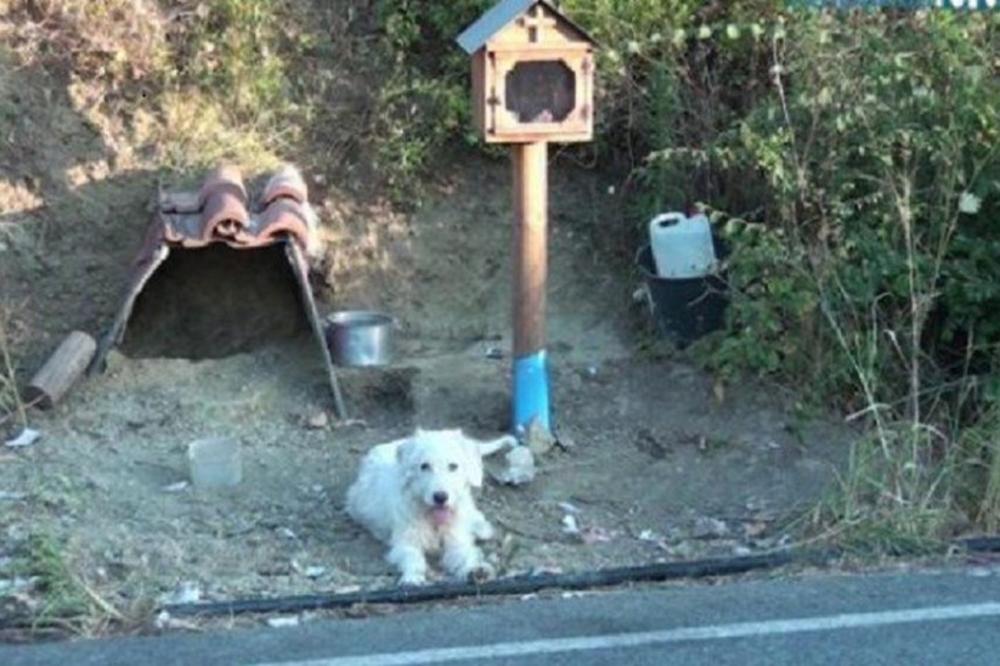 VEĆ 18 MESECI ČEKA VLASNIKA KOJI JE POGINUO: Ova priča SLAMA SRCE, a odanost PSA rasplakala je svet! (VIDEO)