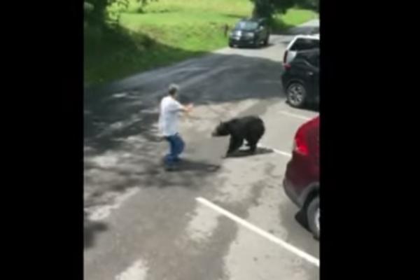 TESTIRALA JE ŽIVCE MEDVEDICI SA MLADUNCIMA: Uskoro je zažalila zbog toga! (VIDEO)