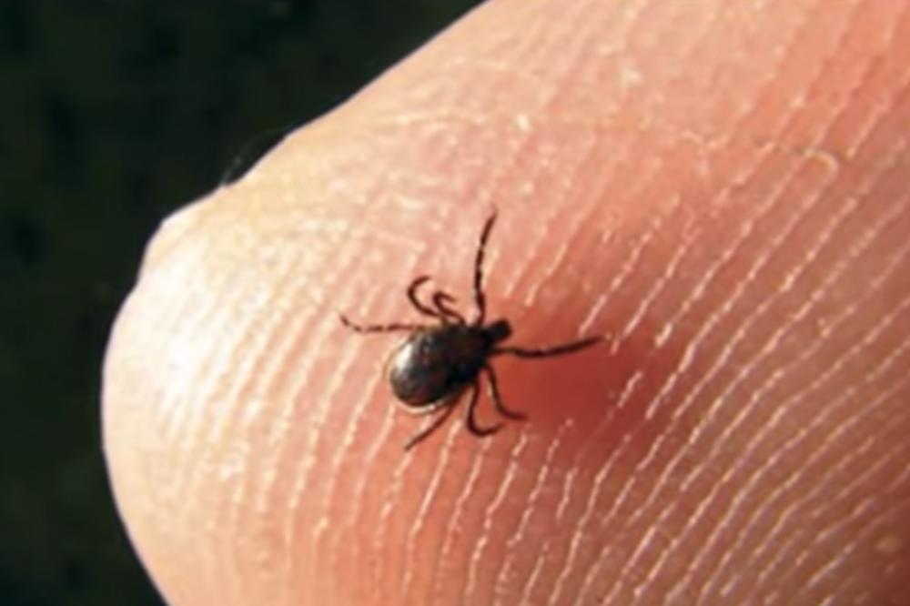 SUTRA AKCIJA SUZBIJANJA KRPELJA U BEOGRADU! Objavljen spisak lokacija