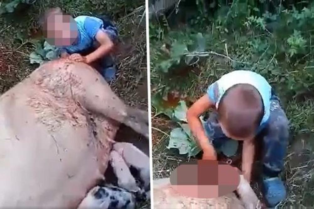 DEČAK OPRASIO KRMAČU, PONOSNI DEDA PORUČIO: Moj unuk jeste mali, ali je GENIJE