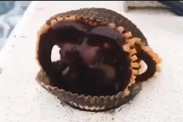 RIBAR JE IZVUKAO ŠKOLJKU IZ MORA I ZABEZEKNUO SE! Kada je video šta izlazi iz nje, nije mogao da progovori od ŠOKA