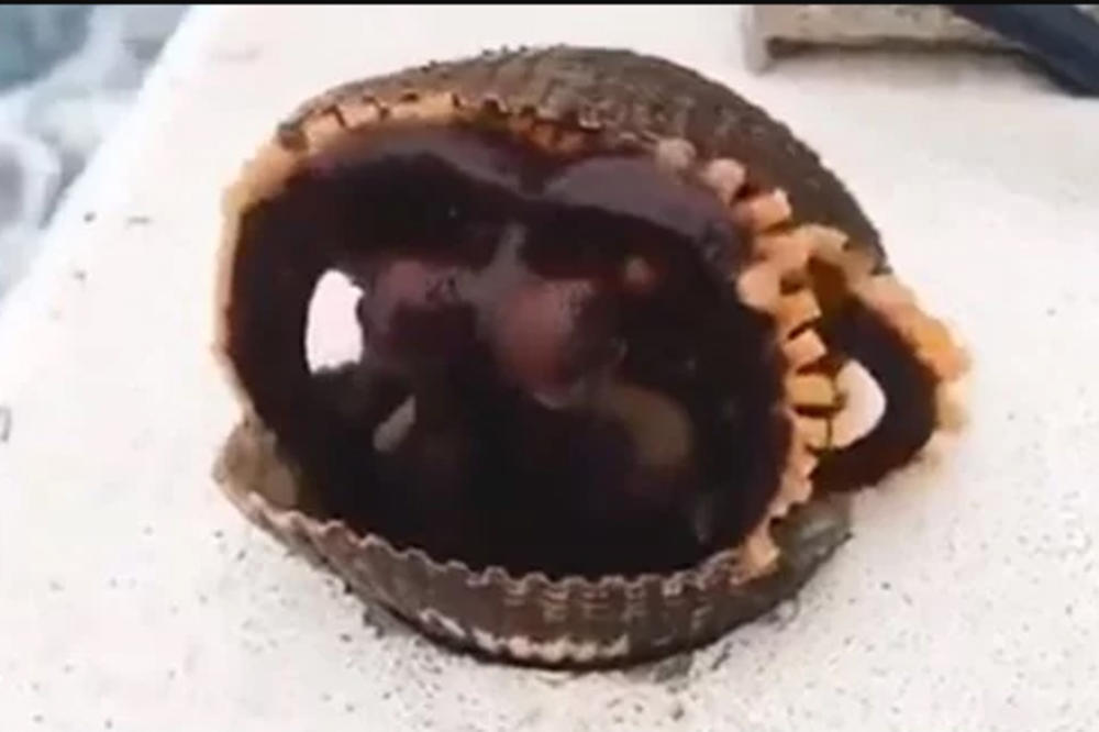 RIBAR JE IZVUKAO ŠKOLJKU IZ MORA I ZABEZEKNUO SE! Kada je video šta izlazi iz nje, nije mogao da progovori od ŠOKA