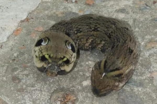 ČUDNO STVORENJE SNIMLJENO U SRBIJI! Svi se pitaju ŠTA JE OVO! (FOTO)