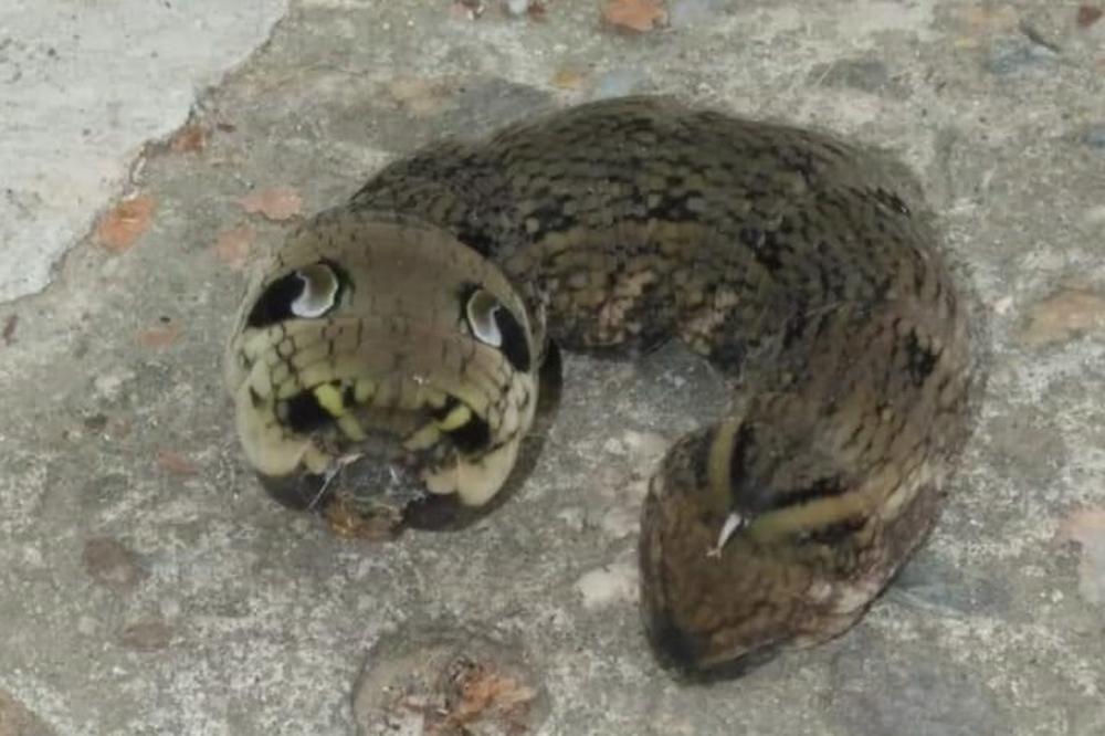 ČUDNO STVORENJE SNIMLJENO U SRBIJI! Svi se pitaju ŠTA JE OVO! (FOTO)