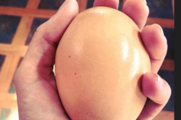 PRONAŠAO JE OGROMNO JAJE NA FARMI: Kada su ga razbili, nisu mogli da veruju šta je unutra! (FOTO)