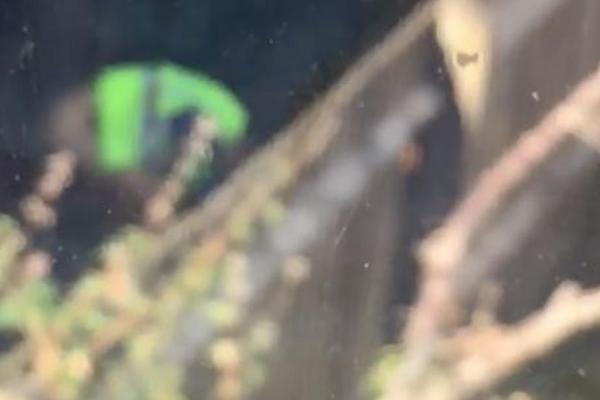 SNIMILA DOSTAVLJAČA KAKO U NJENOM DVORIŠTU RADI NEŠTO BAŠ GADNO: Smučio joj se život kad je ovo videla!