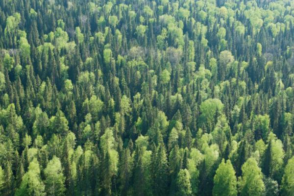 JEZIVA MISTERIJA U ŠUMI: Pronašli su telo u zastrašujućem stanju, Interpol odmah reagovao!