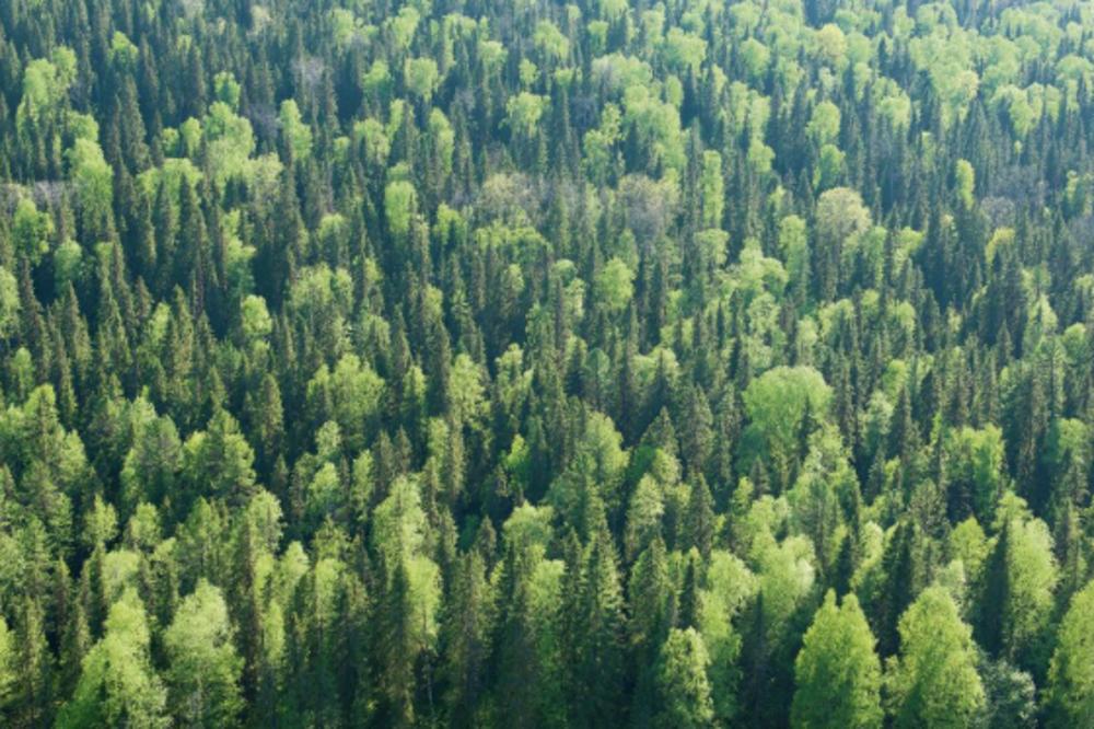 JEZIVA MISTERIJA U ŠUMI: Pronašli su telo u zastrašujućem stanju, Interpol odmah reagovao!