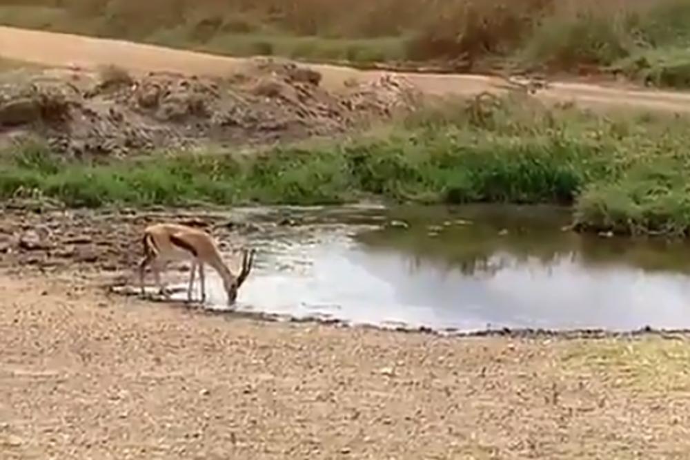 ANTILOPA IZBEGLA KRVOLOČNU LAVICU NA NEVEROVATAN NAČIN! Ovaj snimak iz Afrike svi gledaju U NEVERICI (VIDEO)