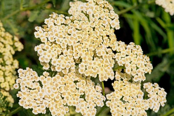 OVA BILJKA KOJA RASTE LETI JE ČUDO NARODNE MEDICINE: Osim što LEČI RANE, ona čisti krv, vraća apetit i smiruje um