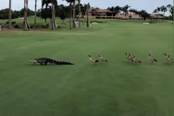 ALIGATOR UŠAO NA TEREN ZA GOLF, A ONDA SU NAIŠLE GUSKE: Svi su nemo posmatrali ono što se zatim desilo (VIDEO)