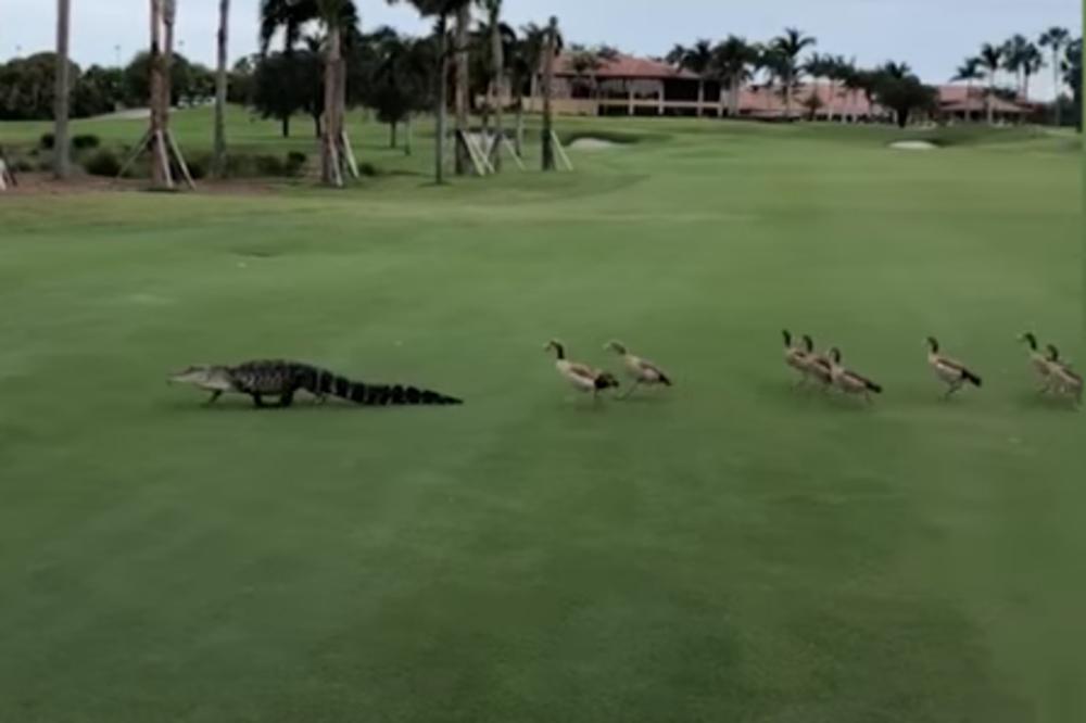 ALIGATOR UŠAO NA TEREN ZA GOLF, A ONDA SU NAIŠLE GUSKE: Svi su nemo posmatrali ono što se zatim desilo (VIDEO)