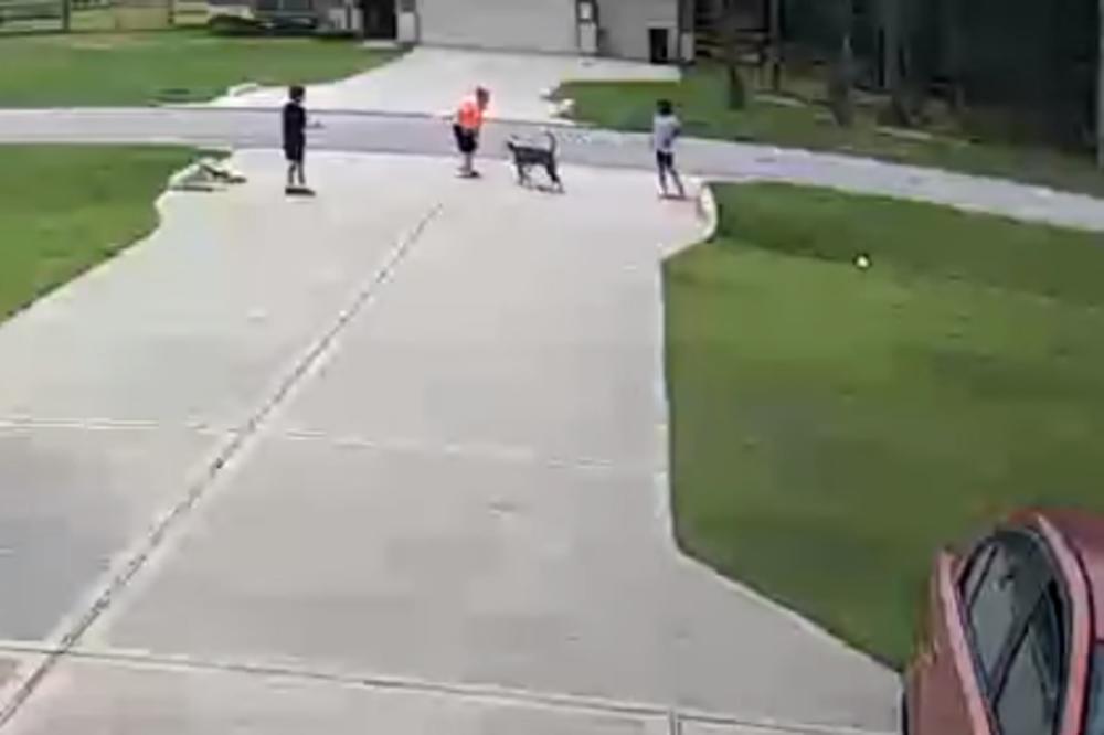 DEČAKA (6) NAPAO PITBUL I OBORIO GA NA ZEMLJU! Ko zna kako bi se završilo da nije dotrčao ON (VIDEO)