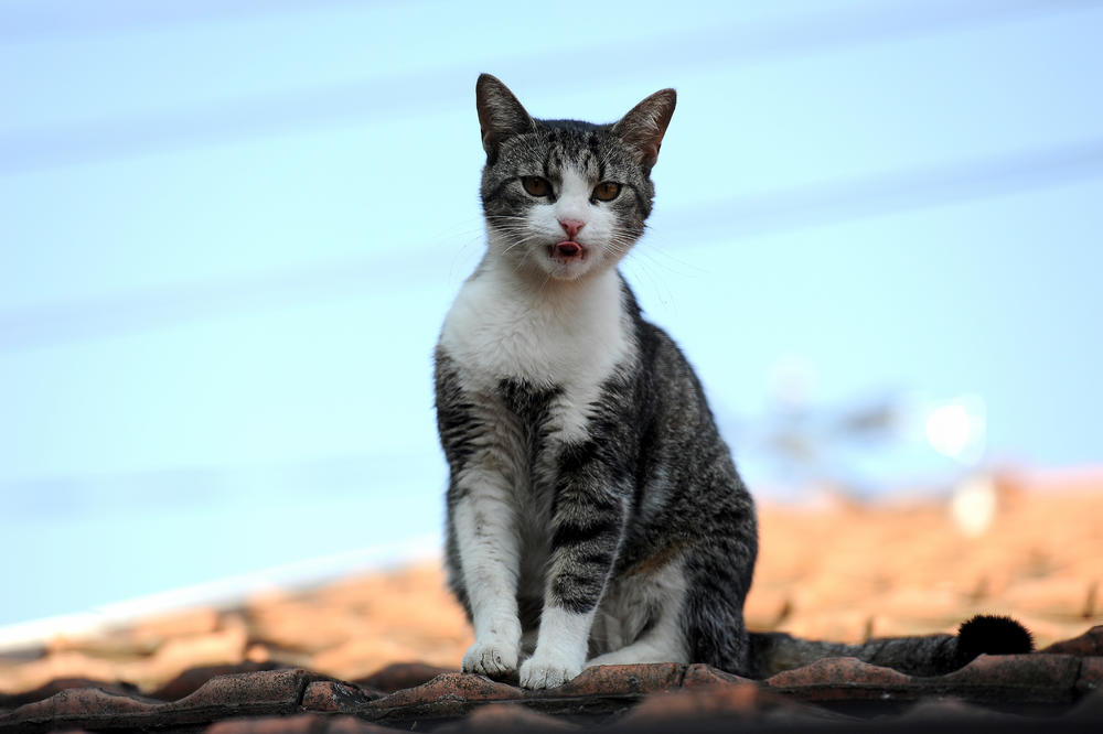 OVO JE RAZLOG ZAŠTO MAČKE VOLE DA LIŽU LJUDE: Ne rade to BEZ RAZLOGA, važno je da znate OVO
