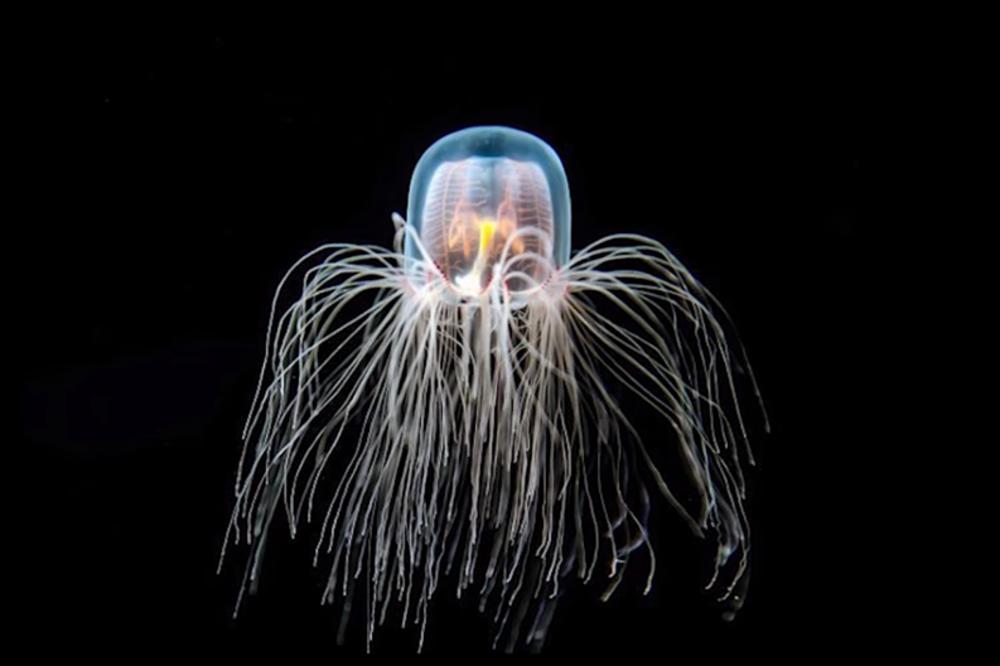 JEZIV SLUČAJ U AUSTRALIJI: Tinejžer umro nakon ujeda OTROVNE MEDUZE! (VIDEO)