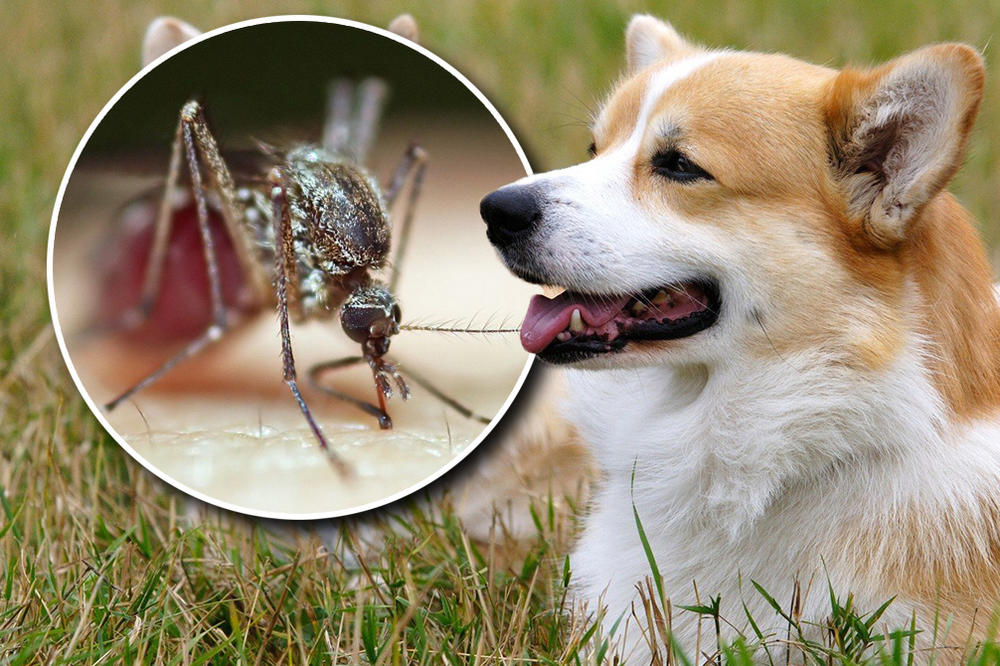 UŽASNA BOLEST ŠIRI SE BEOGRADOM: Prenose je KOMARCI, može biti SMRTONOSNA, a ugroženi su OVI DELOVI GRADA!