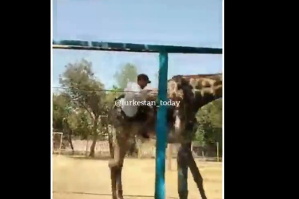 NAPIO SE I ZAJAHAO ŽIRAFU U ZOO VRTU: Niko nije očekivao OVAKAV EPILOG! (VIDEO)