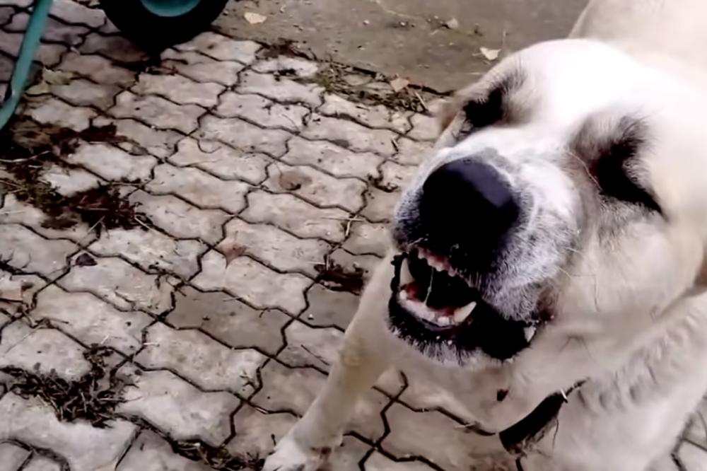 NEZAPAMĆENA DRAMA U DVORIŠTU LOZNIČKE ŠKOLE: Deca jedva izvukla živu glavu kad su ih napali VLASNIČKI PSI