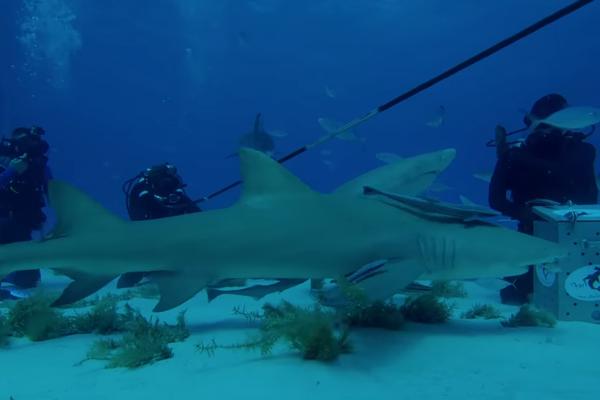 TESTIRAO JE DA LI AJKULE ZAISTA OSEĆAJU KRV U VODI: Jutjuber je eksperimentom dokazao nešto NEOČEKIVANO! (VIDEO)