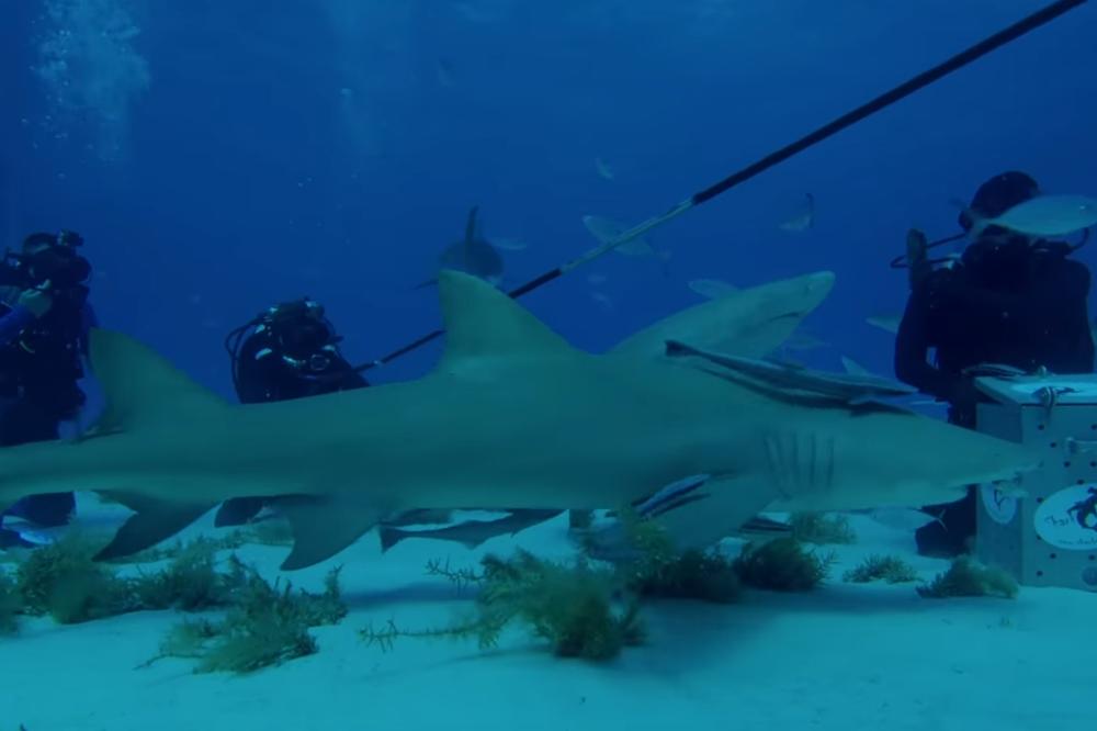 TESTIRAO JE DA LI AJKULE ZAISTA OSEĆAJU KRV U VODI: Jutjuber je eksperimentom dokazao nešto NEOČEKIVANO! (VIDEO)