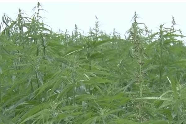 UHAPŠENA BABA ZBOG MARIHUANE! Policajci nisu mogli da veruju!